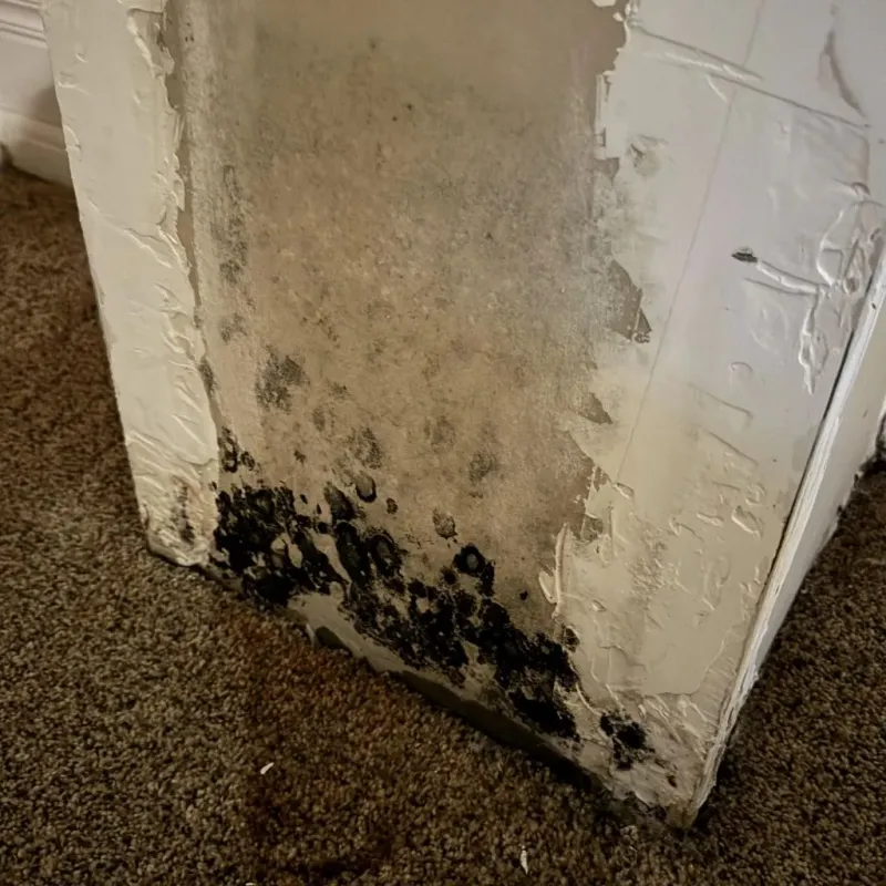 Professional Mold Removal in Wayne County, IN
